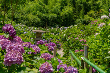 いこいの里園の紫陽花の風景（鹿屋市）