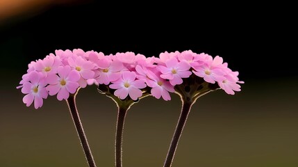 Wall Mural - close up of pink flowers