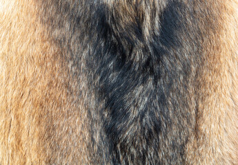 Poster - Dog skin as an abstract background. Texture.