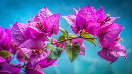 Wall Mural - Vibrant purple bougainvillea flower blooms in sharp focus against a bright blue background, showcasing delicate petals and subtle texture.