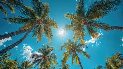 Sticker - A sunny tropical background with palm trees and a blue sky. A view from below. High quality photo