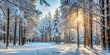 © Sujid - Soft snow covering forest landscape during winter, snow, winter, forest, cold, white, snowy, frost, trees, nature, season