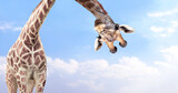 Giraffe face head hanging upside down. Curious giraffe peeks from above. Cute giraffe looks interested. Animal stares interestedly. On blue sky background with white clouds