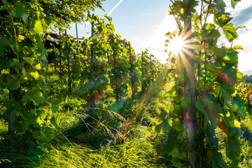 Vineyard in Europe. Rows of green vines, summer day, early morning sun shinning through the leaves, no people