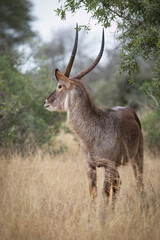 Wall Mural - A waterbuck bull with magnificent curved horns looking around carefully for any danger as it moves through brown grass in the bush veld in the Kruger National Park in South Africa.