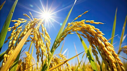 Wall Mural - Golden rice grains glistening under blue sky, depicting harmony between agriculture and nature, agriculture, golden rice