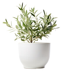 Poster - PNG Plant herbs leaf vase.