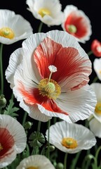 Sticker - White poppy flower with red center.