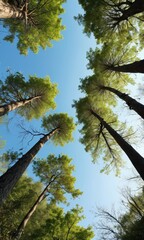 Poster - Tall Trees Reaching for the Sky.