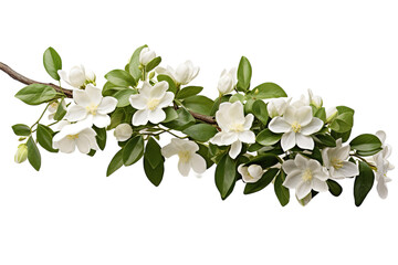 Wall Mural - Delicate White Blossoms Grace a Branch Against a Pure White Background on a White or Clear Surface PNG Transparent Background.