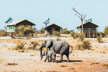 Wall Mural - Elephants join a safari tent camp in Botswana