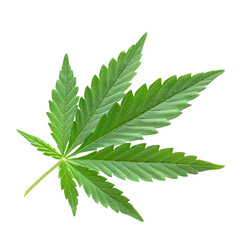 Wall Mural - green cannabis leaf isolated