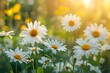 Sunlit Daisies in a Blooming Meadow