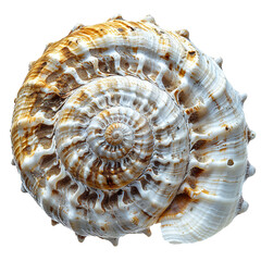 Canvas Print - Top view of a single spiral shell isolated on a white transparent background