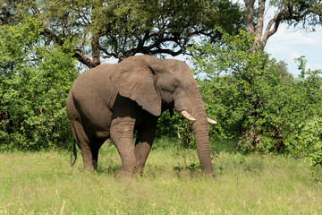 Canvas Print - Éléphant d'Afrique, Loxodonta africana, Parc national Kruger, Afrique du Sud