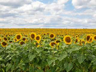 Canvas Print - Sonnenblumen