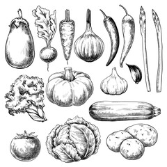 Wall Mural - Vegetables set hand drawn vintage vector sketch drawing	