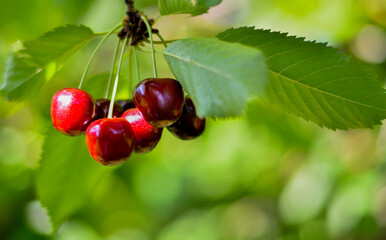 Bunch of sweet cherries close up on tree ,garden, sunny summer day