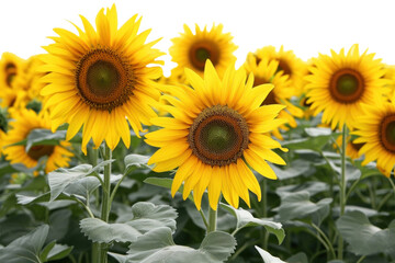 Wall Mural - PNG Sunflower field outdoors plant inflorescence.