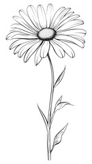 Canvas Print - PNG Daisy sketch drawing flower.