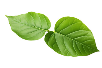 two lush green leaves intertwined against a pristine white background on a white or clear surface pn