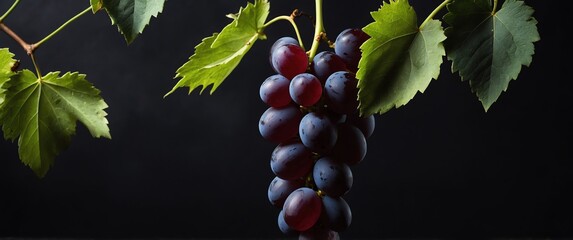 Canvas Print - branch of grapes tree on plain black background for banner with copy space