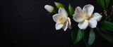 branch with gardenia flowers on plain black background for banner with copy space