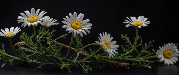 Wall Mural - branch with daisy flowers on plain black background for banner with copy space