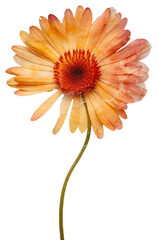 Sticker - PNG Real Pressed a gerbera flower petal plant.