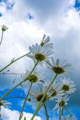 Canvas Print - Field daisies