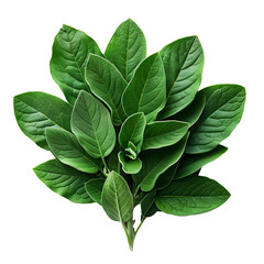 Wall Mural - Bay leaf PNG. Bay herb top view isolated. Aromatic herb of bay leaf used for cooking and flavouring png. Bay leaf herb png. Mediterranean cuisine 