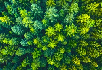 Canvas Print - Aerial View of Lush Green Pine Forest