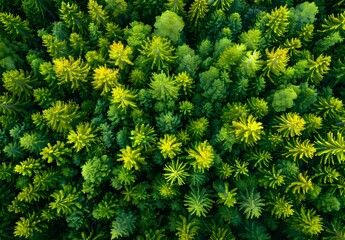 Sticker - Aerial View of Lush Green Pine Forest