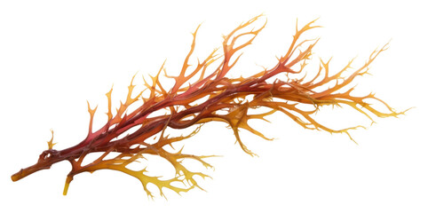 Sticker - PNG Seaweed white background bonfire branch.