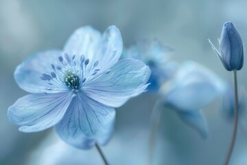 Canvas Print - Delicate blue flower petals in close-up view, Delicate petals of a blue flower dancing in the wind