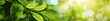 Green Leaves Blurred Background Copy Space Banner