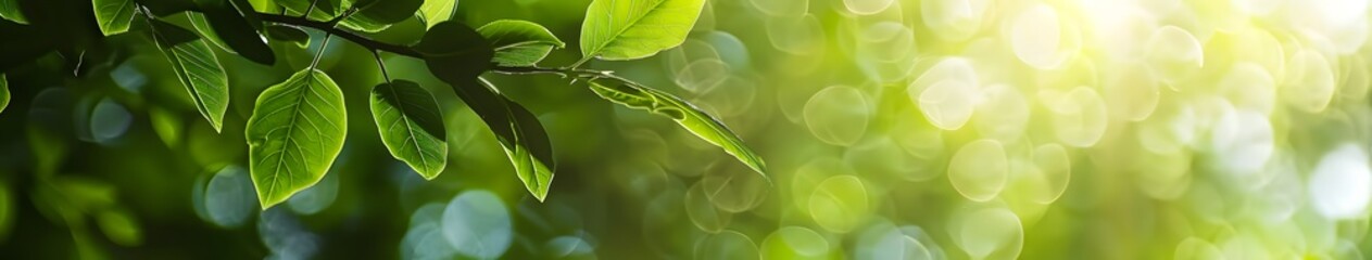 Wall Mural - green leaves sunlight bokeh background banner