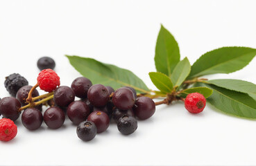 Wall Mural - Chinese bayberry (Yangmei), herbal medicine isolated on white background