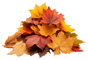 Wall Mural - png autumn leaves maple plant leaf.