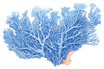 Poster - PNG  Drawing coral nature sketch blue.