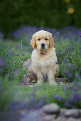 Wall Mural - dog small puppy golden retriever labrador in a field of lavender flowers in the summer evening at sunset