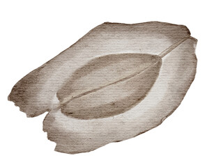 a dry moringa seed isolated in watercolor drawing on background