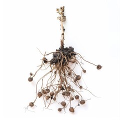 A root-knot nematode with formation of galls in roots and plant stress, isolated white background, surrealism art style