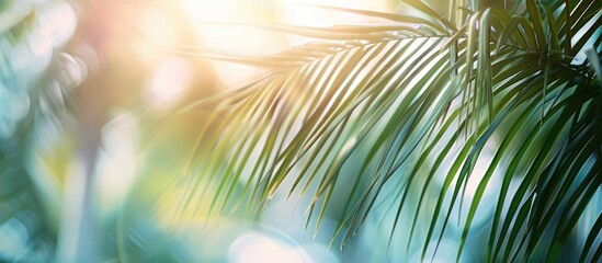 Poster - Sunlit palm fronds providing a serene backdrop in a tranquil tropical copy space image