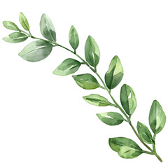 Wall Mural - a plant with leaves at the end of a branch, watercolor clipart, white background