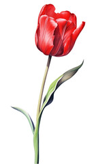 Sticker - PNG Tulip flower plant white background.