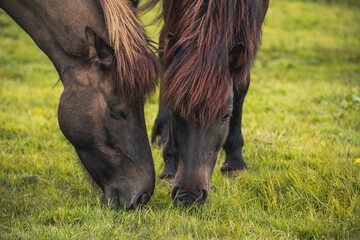 two horses eating grass in the meadow