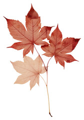 Wall Mural - PNG Real Pressed red maple leaves plant leaf tree.