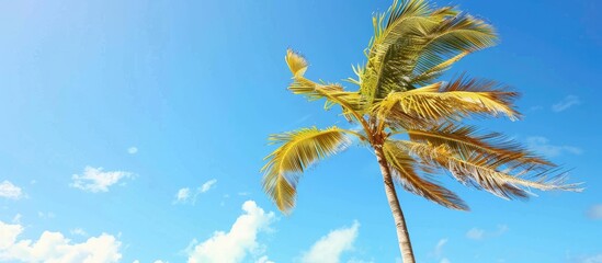 Aufkleber - Wind swaying a vibrant palm tree against a clear blue sky backdrop on a bright and breezy day ideal for a copy space image