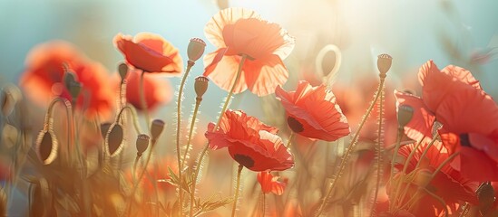 Leinwandbilder - Blurred macro background with red poppies suitable for a romantic greeting card with copy space image capturing blooming flowers on a sunny spring day